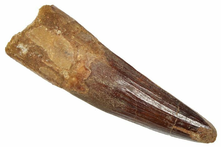 Fossil Spinosaurus Tooth - Real Fossil Tooth #372904